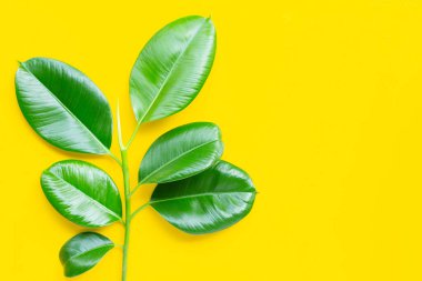 Sarı arka planda lastik yapraklar. Üst görünüm