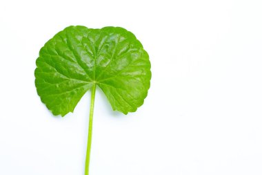 Beyaz arka planda taze yaprak gotik kola, Herb ve tıbbi bitki. Boşluğu kopyala