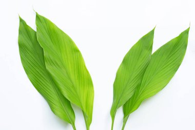 Beyaz arkaplanda yeşil zerdeçal yaprakları.