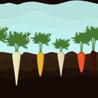 Büyüyen havuç ve yabani havuç - vektör çizim