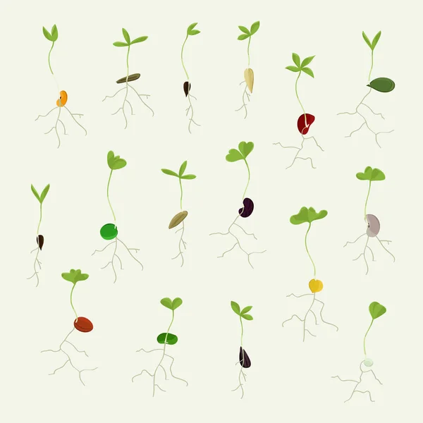 Набор Семян Выращивания Векторная Иллюстрация — стоковый вектор
