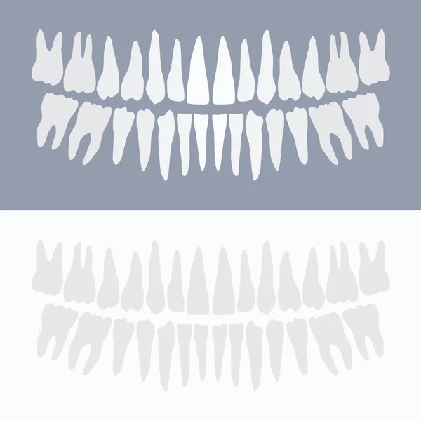 Conjunto Dientes Humanos Adultos Ilustración Vectorial — Archivo Imágenes Vectoriales