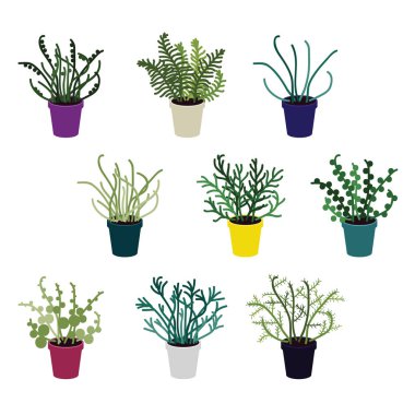 Egzotik fern ve succulents set - vektör çizim