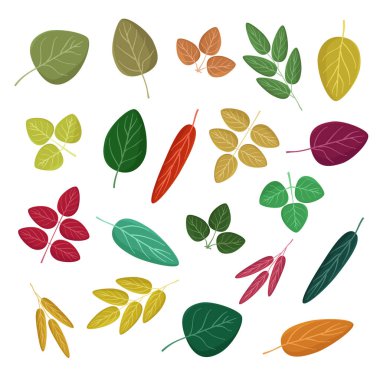 Çeşitli sonbahar yaprakları - vektör çizim seti