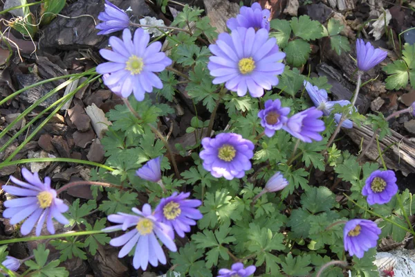 Anemone blanda — Stockfoto