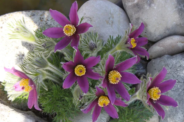 Anemoon pulsatilla — Stockfoto