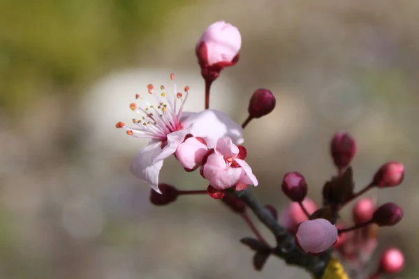 Skupić się na Prunus cerasifera nigra na tle bokeh — Zdjęcie stockowe