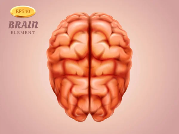 Top view on brain. Human mind. Medicine, anatomy