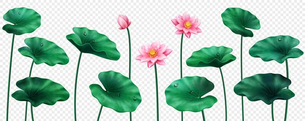 Set of isolated lotus leaves and flowers. Plant — Stock Vector