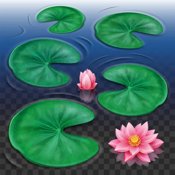 Lotus bud dan bunga merah muda dengan daun di atas air - Stok Vektor
