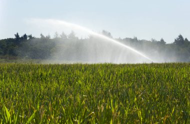 Irrigating the maize in a period of drought in the summer in the Netherlands clipart