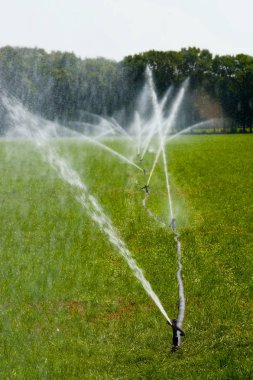 Hollanda'da yaz aylarında kuraklık döneminde otlak sulamak