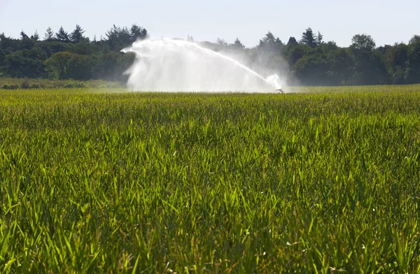 Bewässerung Des Mais Einer Dürreperiode Sommer Den Niederlanden — Stockfoto