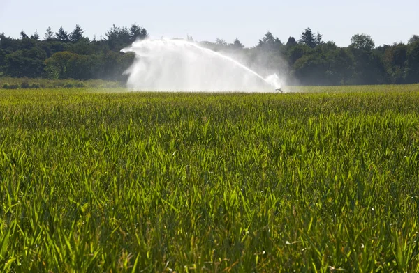 Irrigation Maïs Période Sécheresse Été Aux Pays Bas — Photo