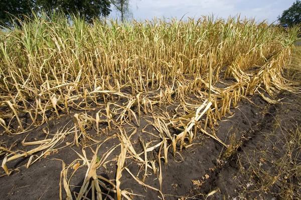 Suché Téměř Mrtvý Kukuřice Konci Velmi Suché Léto Nizozemsku — Stock fotografie