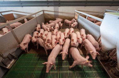 Pig farming clipart