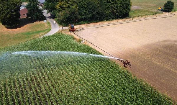 Aspersor Está Irrigando Milho Dia Seco Quente Verão Campo Nos — Fotografia de Stock