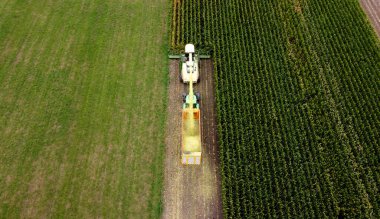 Yazın sonunda Hollanda 'da bir helikopter mısır tarlası hasat ediyor..