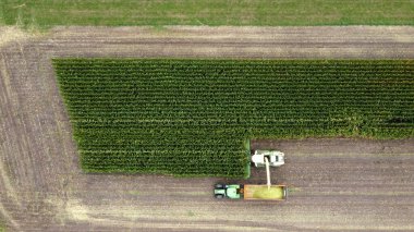 Yazın sonunda Hollanda 'da bir helikopter mısır tarlası hasat ediyor..