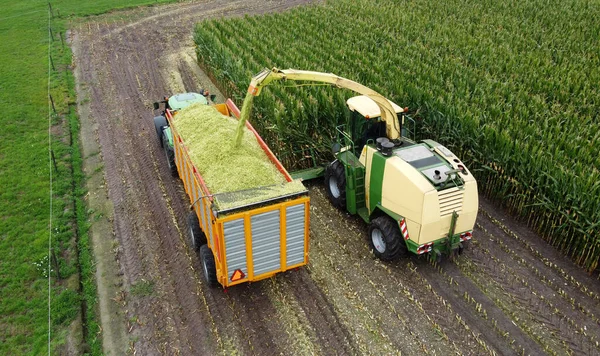 Helicóptero Está Colhendo Campo Milho Final Verão Nos Países Baixos — Fotografia de Stock