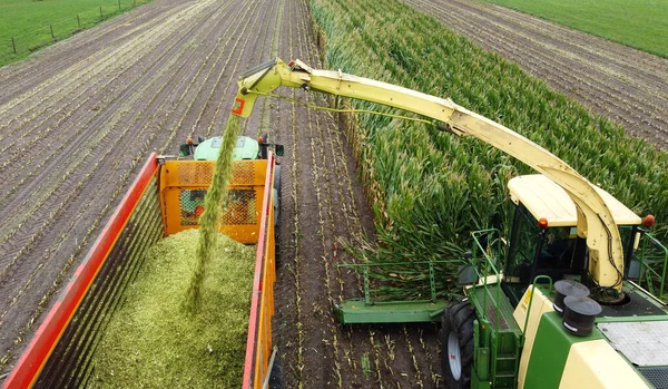Helicóptero Está Colhendo Campo Milho Final Verão Nos Países Baixos — Fotografia de Stock