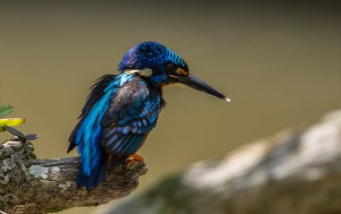 Mavi kulaklı Kingfisher (Alcedo meninting) şube ağaç üzerinde.