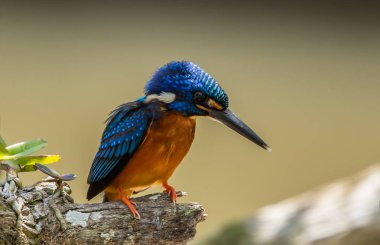 Mavi kulaklı Kingfisher (Alcedo meninting) şube ağaç üzerinde.