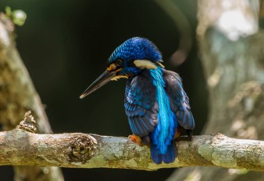 Mavi kulaklı Kingfisher (Alcedo meninting) şube ağaç üzerinde.
