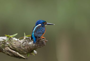 Mavi kulaklı Kingfisher (Alcedo meninting) şube ağaç üzerinde.