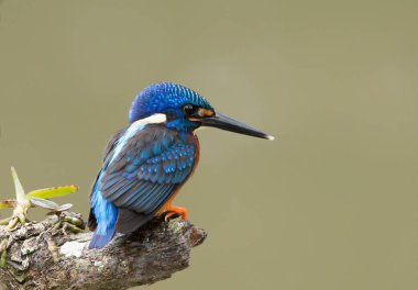 Mavi kulaklı Kingfisher (Alcedo meninting) şube ağaç üzerinde.