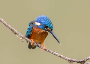 Mavi kulaklı Kingfisher (Alcedo meninting) şube ağaç üzerinde.
