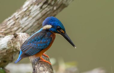 Mavi kulaklı Kingfisher (Alcedo meninting) şube ağaç üzerinde.