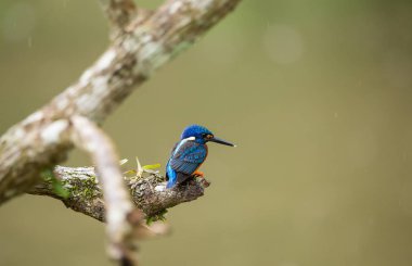Mavi kulaklı Kingfisher (Alcedo meninting) şube ağaç üzerinde.