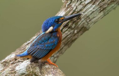 Mavi kulaklı Kingfisher (Alcedo meninting) şube ağaç üzerinde.