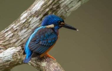 Mavi kulaklı Kingfisher (Alcedo meninting) şube ağaç üzerinde.