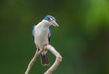 Yakalı yalıçapkını, beyaz yakalı yalıçapkını, mangrov yalıçapkını (Todiramphus chloris) dal yeşil zemin ile.