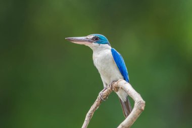 Yakalı yalıçapkını, beyaz yakalı yalıçapkını, mangrov yalıçapkını (Todiramphus chloris) dal yeşil zemin ile.