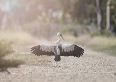 Anastomus oscitans kuş resim sanatı.