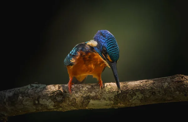 Kingfisher Oreilles Bleues Alcedo Meninting Sur Arbre Branches — Photo