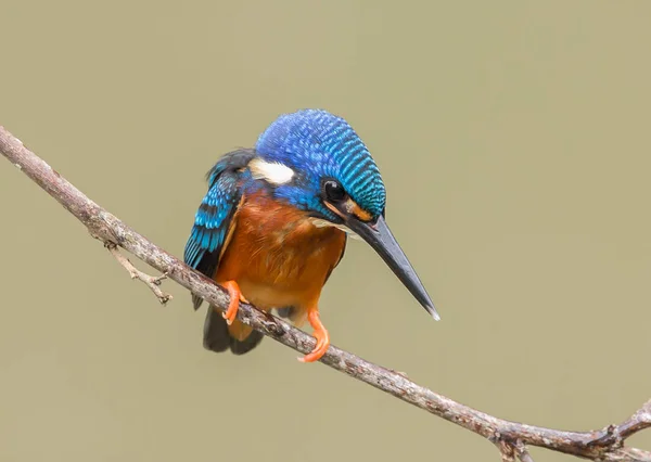 Kingfisher Oreilles Bleues Alcedo Meninting Sur Arbre Branches — Photo