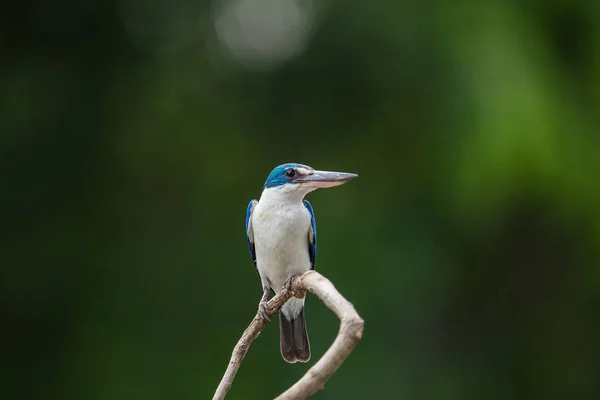 Collared kingfisher, White-collared kingfisher, Mangrove kingfisher ( Todiramphus chloris) on a branch with a green backdrop.