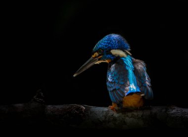 Mavi kulaklı Kingfisher (Alcedo meninting) şube ağaç üzerinde.