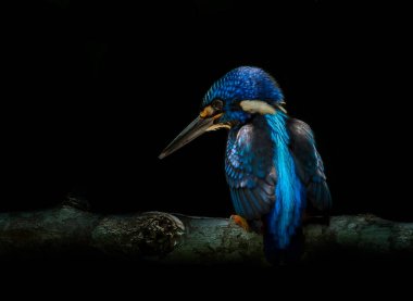 Mavi kulaklı Kingfisher (Alcedo meninting) şube ağaç üzerinde.