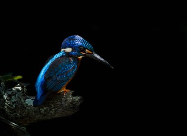Mavi kulaklı Kingfisher (Alcedo meninting) şube ağaç üzerinde.