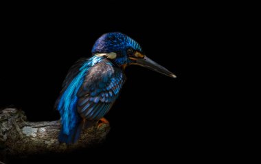 Mavi kulaklı Kingfisher (Alcedo meninting) şube ağaç üzerinde.