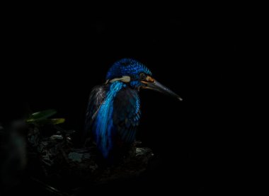 Mavi kulaklı Kingfisher (Alcedo meninting) şube ağaç üzerinde.