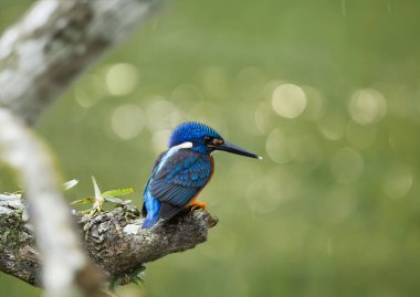 Mavi kulaklı Kingfisher (Alcedo meninting) şube ağaç üzerinde.