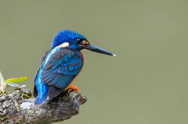 Mavi kulaklı Kingfisher (Alcedo meninting) şube ağaç üzerinde.