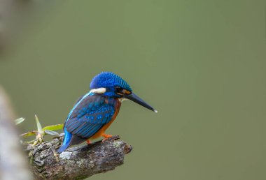 Mavi kulaklı Kingfisher (Alcedo meninting) şube ağaç üzerinde.