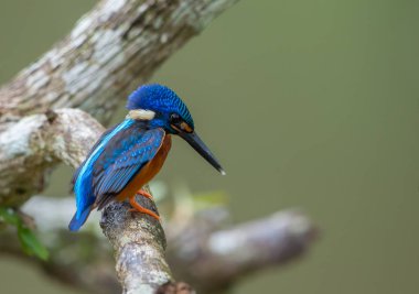 Mavi kulaklı Kingfisher (Alcedo meninting) şube ağaç üzerinde.